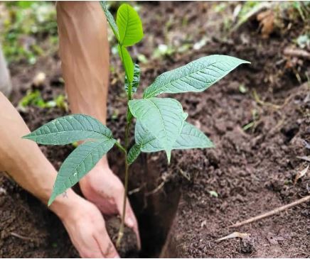 کیفیت، اصالت و تضمین سلامت نهال در نهالستان ام‌البنین بندر ماهشهر