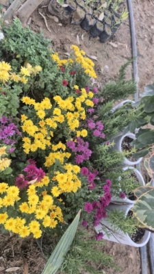 عرضه درختان زینتی مناسب فضای سبز خانگی