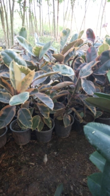 طراحی اولیه باغ‌های کوچک و بزرگ