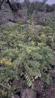 مشاوره در زمینه آبیاری قطره‌ای